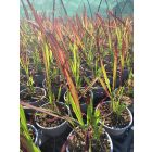 Japán vérfű 'Red Baron' (Imperata cylindrica)
