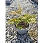 Japán ernyőpáfrány (Dryopteris erythrosora)