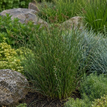 Csavart szittyó ‘Spiralis’ (Juncus effusus)