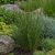 Csavart szittyó ‘Spiralis’ (Juncus effusus)