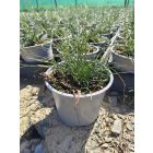 Csavart szittyó ‘Spiralis’ (Juncus effusus)