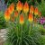 Fáklyaliliom ‘Alcazar’ (Kniphofia)