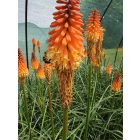 Fáklyaliliom ‘Alcazar’ (Kniphofia)