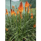 Fáklyaliliom ‘Alcazar’ (Kniphofia)