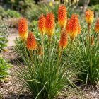Fürtös fáklyaliliom 'Poco Sunset' (Kniphofia uvaria)