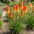 Fürtös fáklyaliliom 'Poco Sunset' (Kniphofia uvaria)