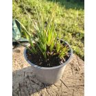Fürtös fáklyaliliom 'Poco Sunset' (Kniphofia uvaria)