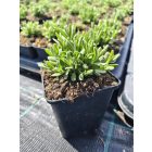 Levendula ‘Ardeche blue’ (Lavandula angustifolia)