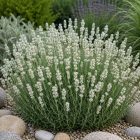 Levendula ‘Ardeche White’ (Lavandula angustifolia)