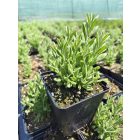 Levendula ‘Ardeche White’ (Lavandula angustifolia)