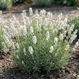   Közönséges levendula 'Elegance Snow' (Lavandula angustifolia)