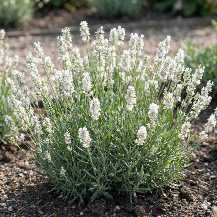 Közönséges levendula 'Elegance Snow' (Lavandula angustifolia)