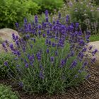Levendula ‘Ellagance Purple’ (Lavandula angustifolia)