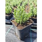 Levendula ‘Ellagance Purple’ (Lavandula angustifolia)