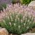 Levendula 'Rosea' (Lavandula angustifolia)