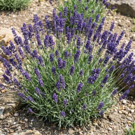   Közönséges levendula 'Spear Blue' (Lavandula angustifolia)