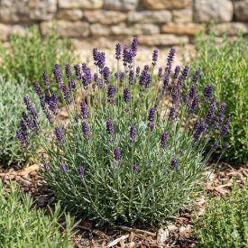   Közönséges levendula 'Valance Dark Violet' (Lavandula angustifolia)