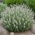 Levendula ‘Edelweiss’ (Lavandula intermedia)