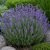 Levendula ‘Grappenhall’ (Lavandula intermedia)