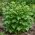 Lestyán (Levisticum officinale)