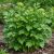 Lestyán (Levisticum officinale)