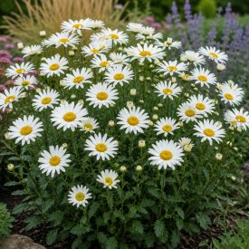   Margaréta 'Western Star Leo' (Leucanthemum maximum)