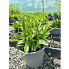 Margaréta 'Western Star Leo' (Leucanthemum maximum)