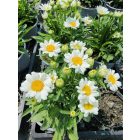Margaréta 'Western Star Leo' (Leucanthemum maximum)