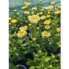 Margaréta ‘Western Star Scorpio Vanilla’ (Leucanthemum maximum)