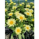 Margaréta ‘Western Star Scorpio Vanilla’ (Leucanthemum maximum)