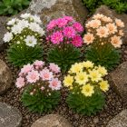 Dohánygyökér 'Elise mix'  Lewisia cotyledon