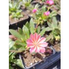 Dohánygyökér 'Elise mix'  Lewisia cotyledon