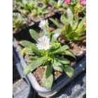 Dohánygyökér 'Elise mix'  Lewisia cotyledon