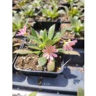 Dohánygyökér 'Elise mix'  Lewisia cotyledon