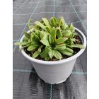 Szivárvány dohánygyökér  'Regenbogen' (Lewisia cotyledon)