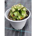 Szivárvány dohánygyökér  'Regenbogen' (Lewisia cotyledon)