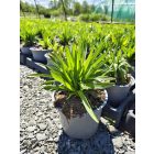 Füzéres díszcsorba (Liatris spicata)