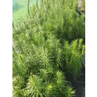 Füzéres díszcsorba (Liatris spicata)