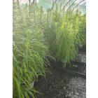 Füzéres díszcsorba (Liatris spicata)