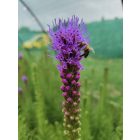Füzéres díszcsorba (Liatris spicata)