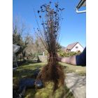 Télizöld fagyal (Ligustrum ovalifolium)