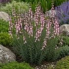Lila gyújtoványfű ‘Canon Went’ (Linaria purpurea)