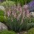 Lila gyújtoványfű ‘Canon Went’ (Linaria purpurea)