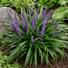 Gyöngyikés gyepliliom 'Big Blue' (Liriope muscari)