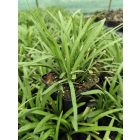 Gyöngyikés gyepliliom 'Big Blue' (Liriope muscari)