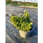 Alacsony kőmagcserje ‘Alba’ (Lithodora diffusa)