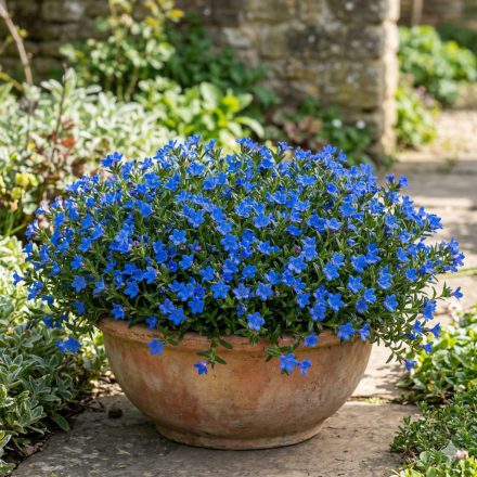 Alacsony kőmagcserje 'Heavenly Blue'  (Lithodora diffusa)