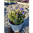 Alacsony kőmagcserje 'Heavenly Blue'  (Lithodora diffusa)