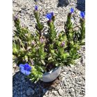 Alacsony kőmagcserje 'Heavenly Blue'  (Lithodora diffusa)