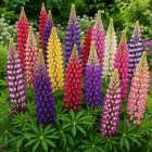 Csillagfürt ‘Legendary Mix’ (Lupinus polyphyllus)